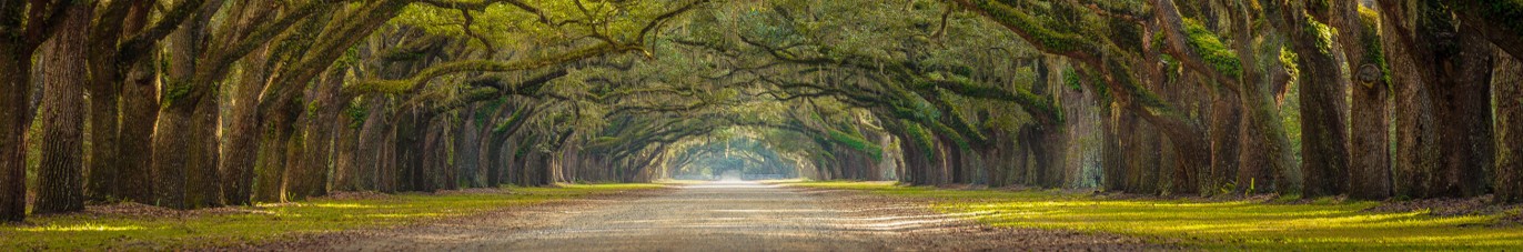 ‘Wood for Trees’ graphic symbolising clarity in complex data